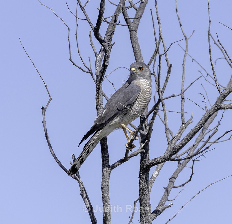 Shikra - Namibia 2022