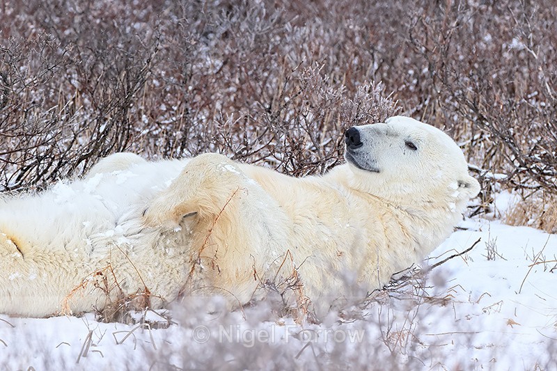 Polar Bear lying on back in willow, Churchill, Canada - Polar Bear