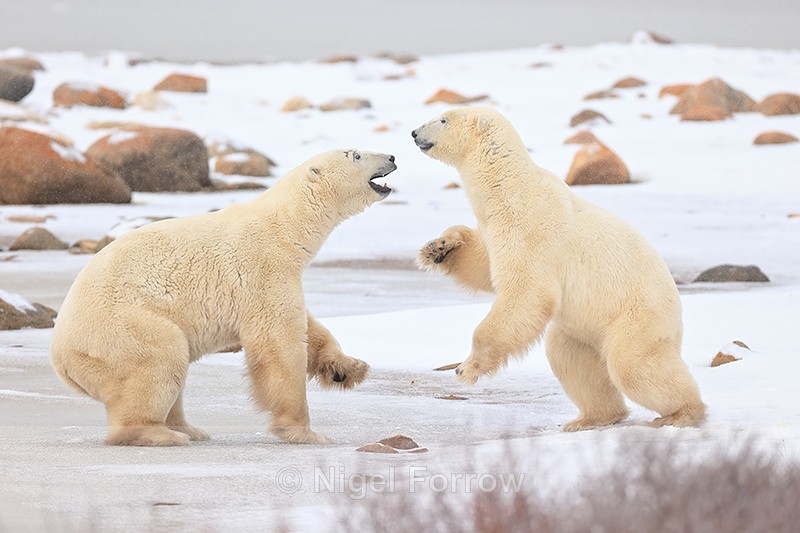 Male Polar Bear sparring match, Churchill, Canada - Polar Bear