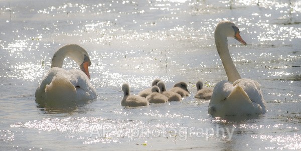  - The Photographic Angle - Wildlife Exhibition