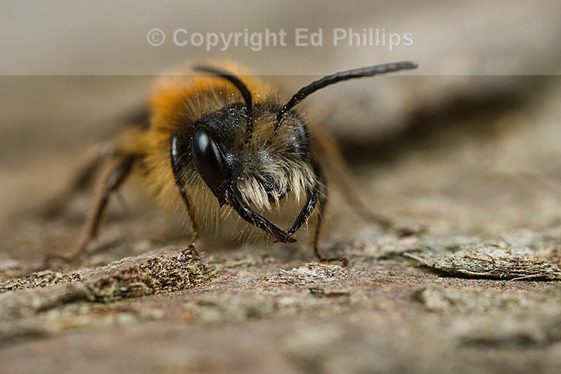 Andrena fulva (m)