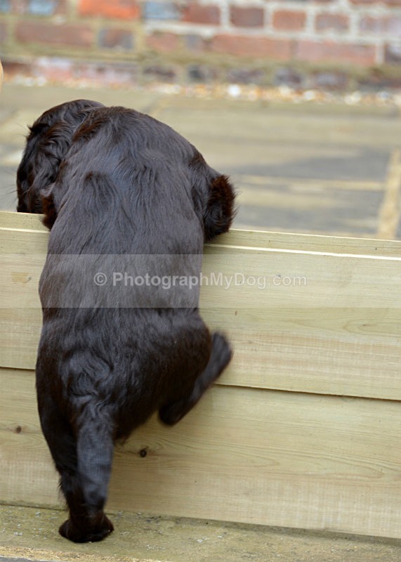  - Cocker Spaniels