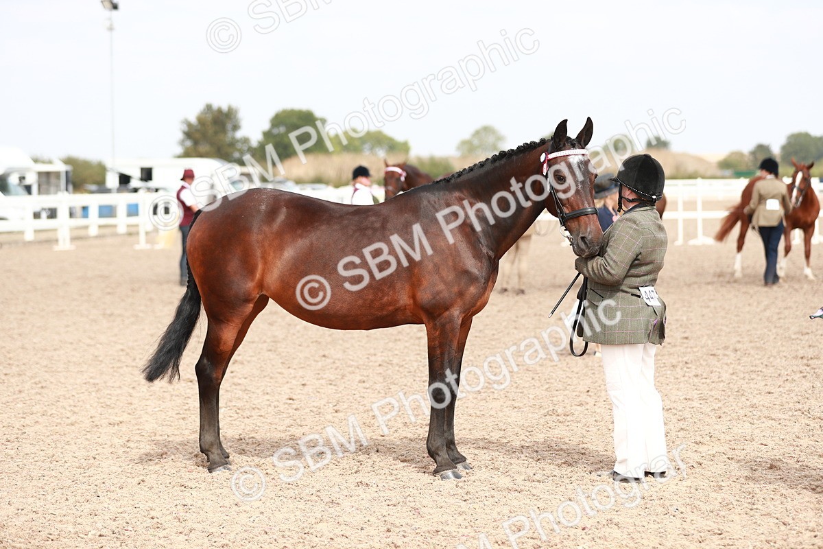 SBM_13291 - Class 208 IH Veteran Horse