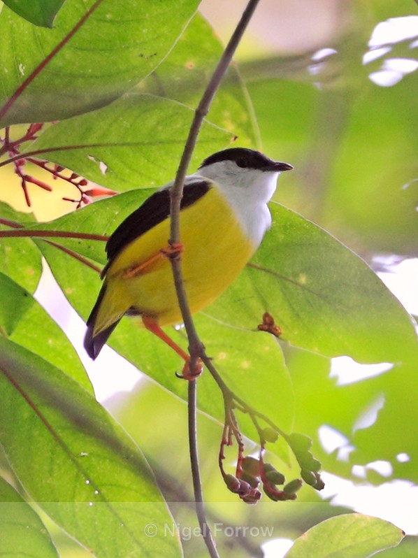 White-collared Manakin perched deep in a bush in the forest - White-collared Manakin