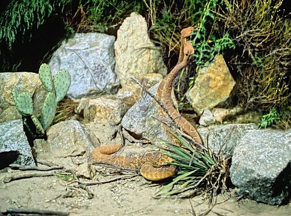 Red Diamondback Rattlesnakes in combat dance - Calif., USA - ANIMALS