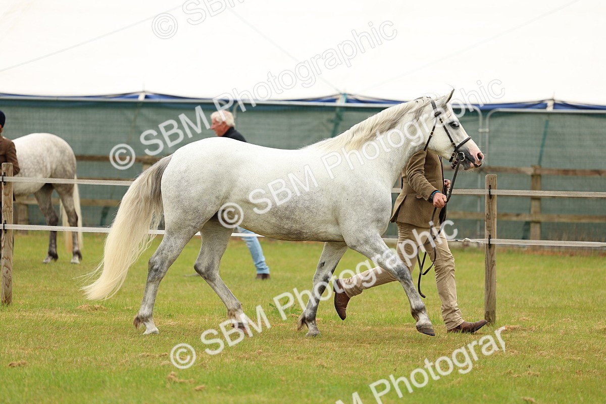 SBM_04048 - Class 64-67 - Shetland Pony In Hand