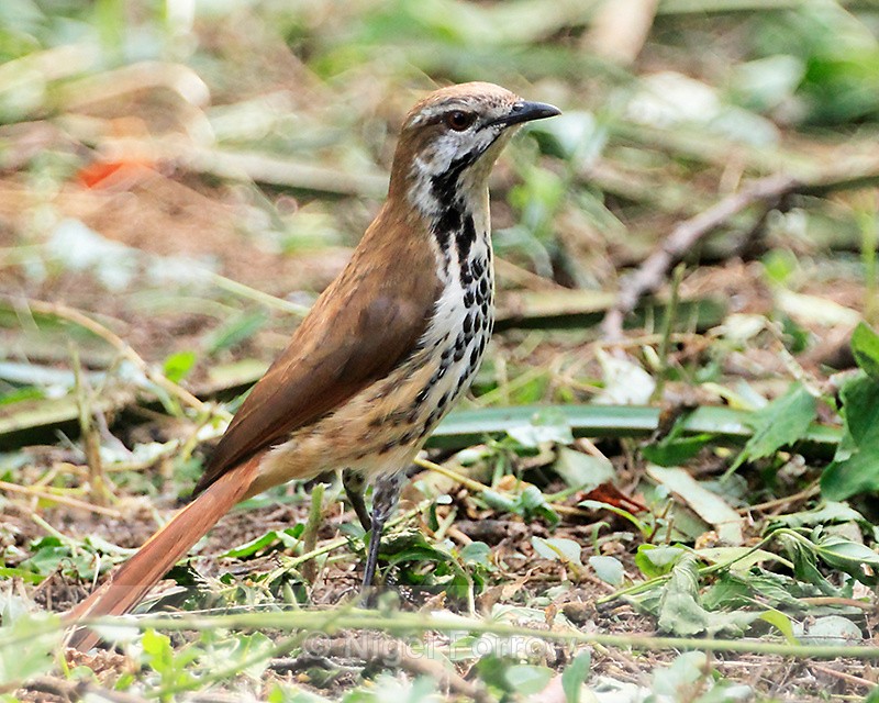 Spotted Palm-thrush (Spotted Morning-thrush) on the ground - Spotted Palm-thrush