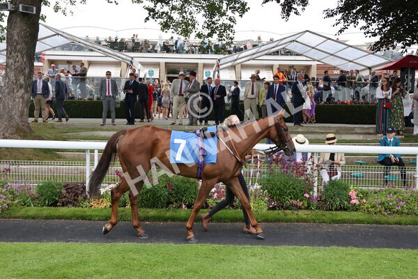 yr24072021r5-11 - Race 5 4.25pm Sky Bet Best Odds Guaranteed Stakes