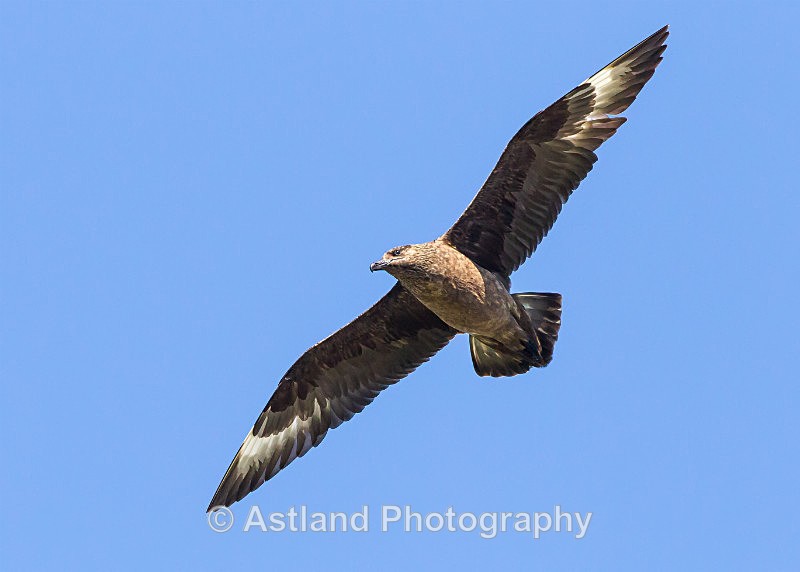 Astland Photography, Bird and Wildlife Images, Susan and Peter Wilson, U.K.