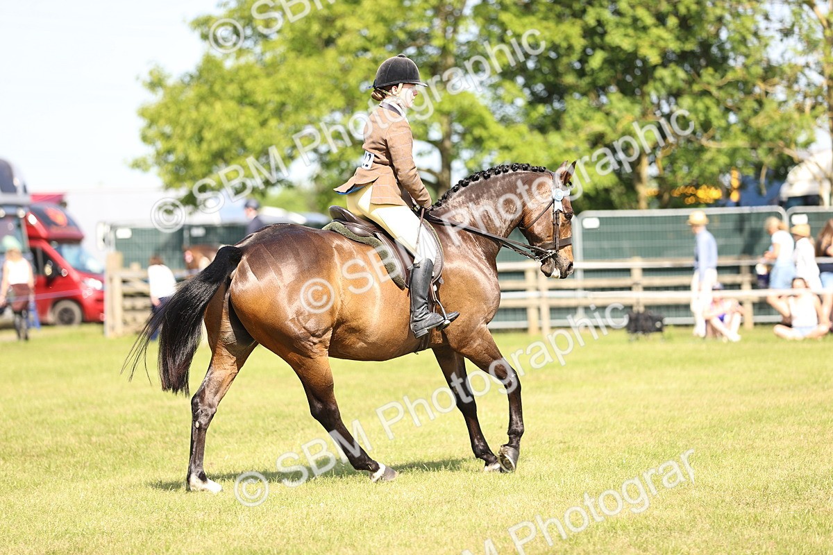 SBM_12911 - Class 75-76 LIHS BSHA Rising Star Hack Riding Horse