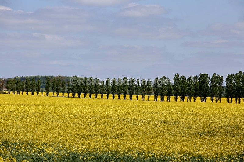 IMG_2782 - Out N about