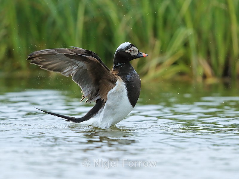 Long-tailed Duck (male) wing flap, Iceland - Long-tailed Duck
