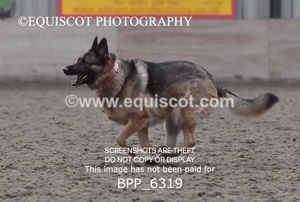 BPP_6319 - CARLA DOGS