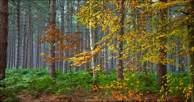 Pine Tree Pano - Photographs of Woodland & Rivers