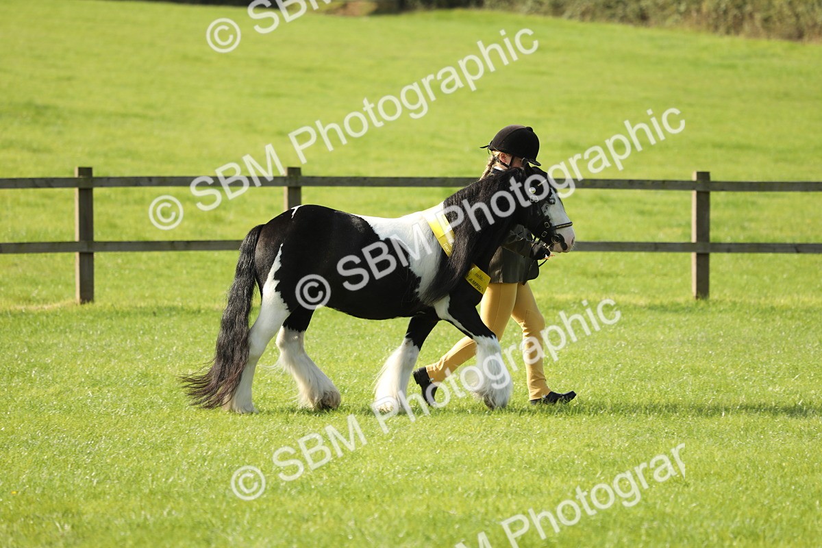 SBM_61029 - S43 - Coloured Pony In Hand