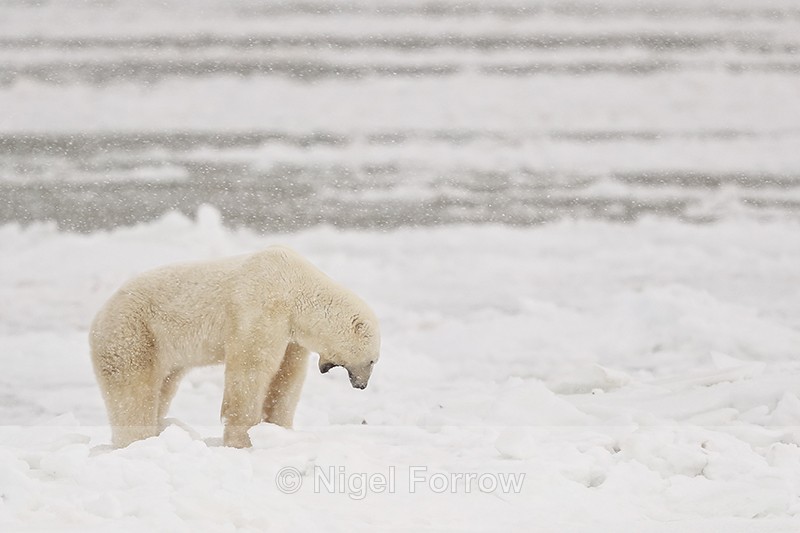 Polar Bear in snowstorm, Churchill, Canada - Polar Bear