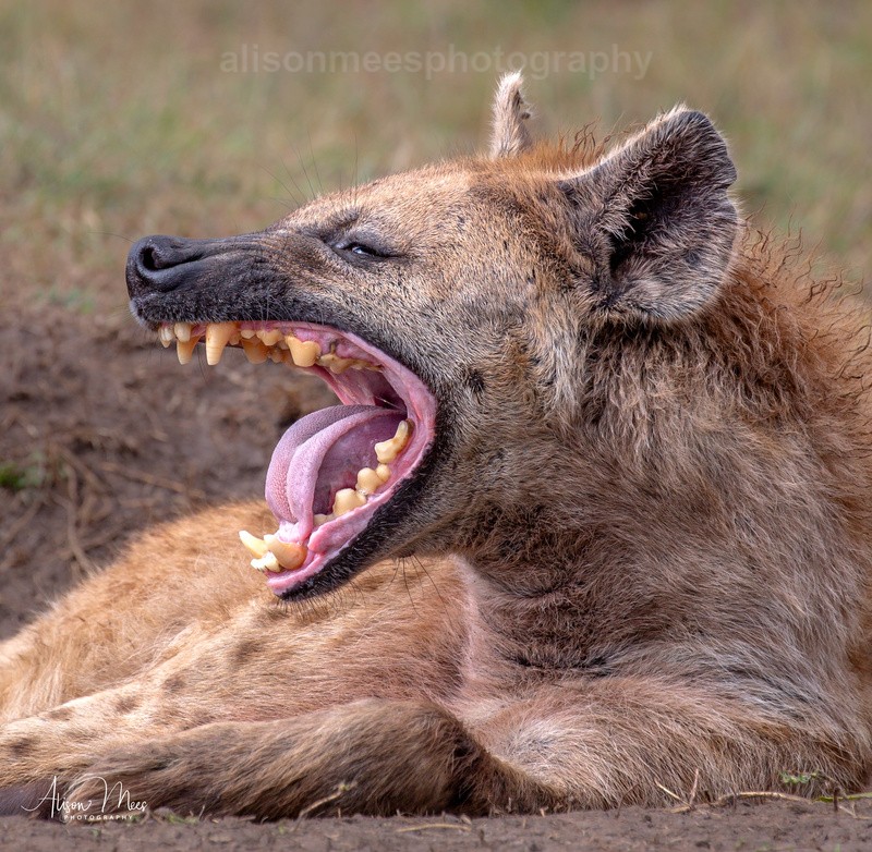  - African Safaris