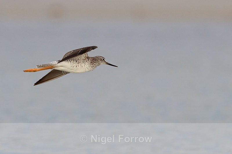 Greater Yellowlegs in flight, Fort De Soto, Florida - Greater Yellowlegs