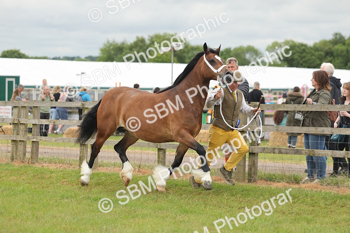SBM_04953 - Class 50-57 - M&M Welsh Pony In Hand
