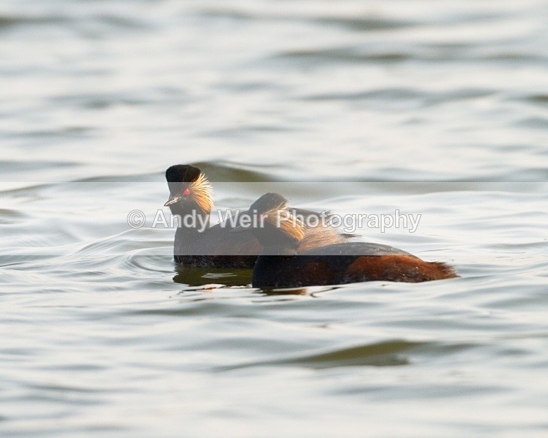 20110328-IMG_3013 - Black-necked Grebe