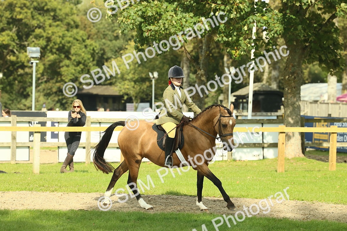 SBM_68866 - S58 - Mini Show Cob Ridden