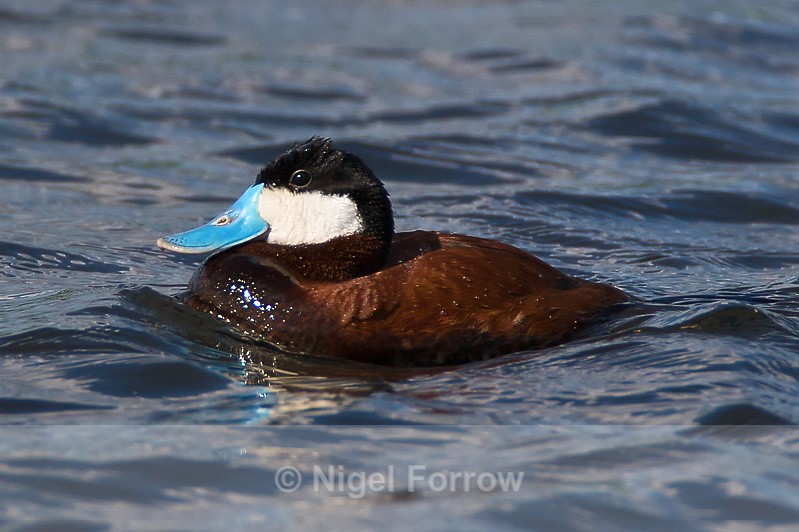 Ruddy Duck (male) at the second screen - Ruddy Duck