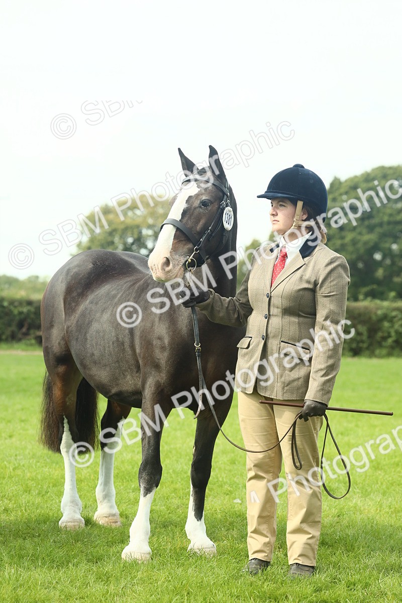 SBM_66485 - S34 - Rehabilitated Rescue Horse & Pony In Hand & Ridden