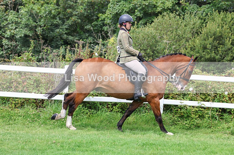 3E7A8651 - Class 5: Working Show Horse