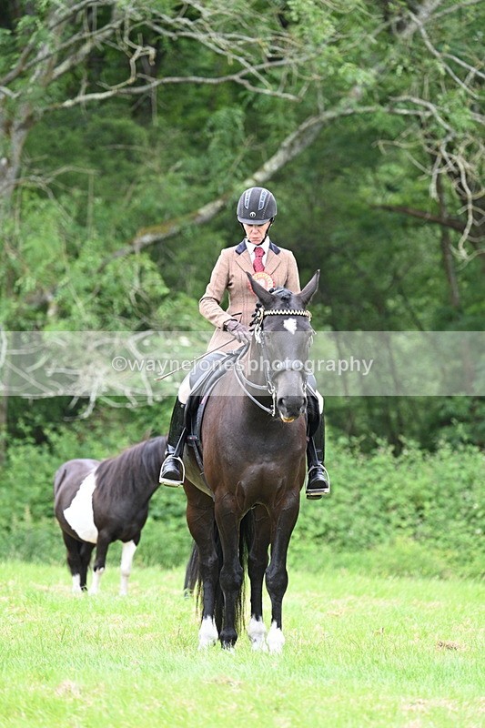 WJ7_4228 - Class 14A Handsome Gelding