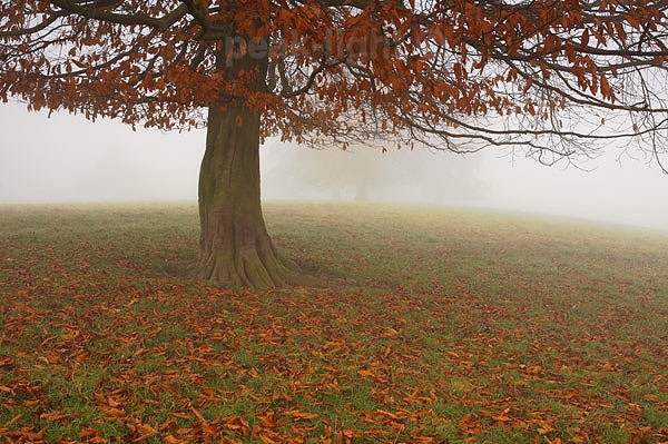 Autumn Mist - Peak District