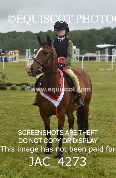 JAC_4273 - WORKING HUNTER CHAMPIONSHIP