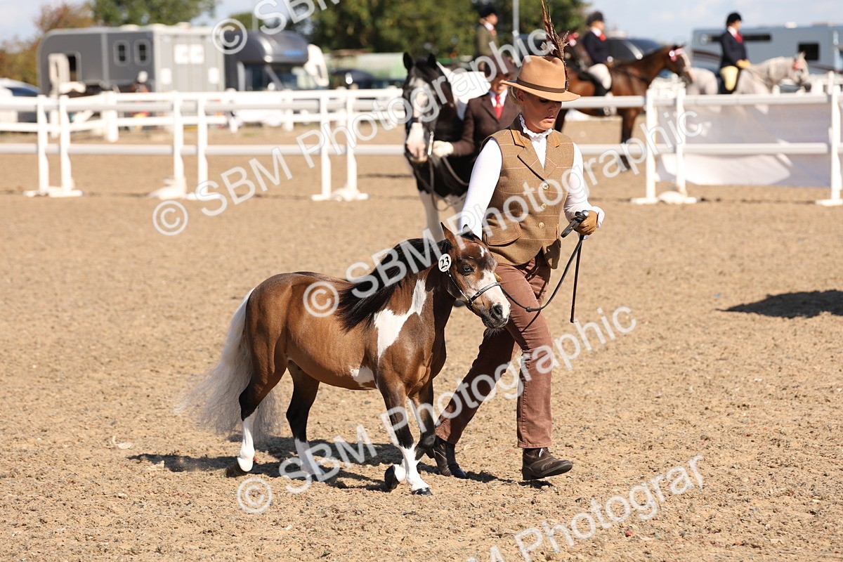 SBM_12943 - Class 206 - IH Non Show Type Pony