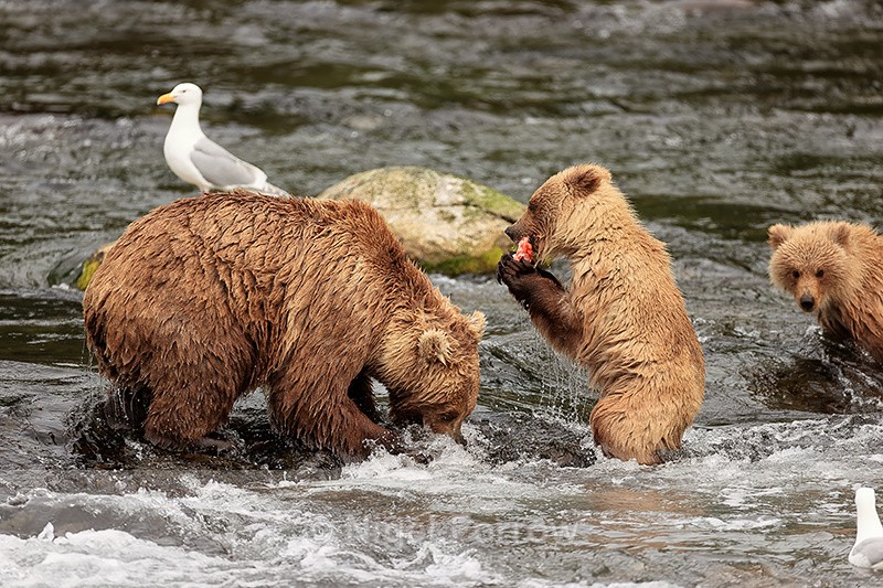 Female Brown Bear shares salmon with cub, Brooks Falls, Alaska - Brown Bear