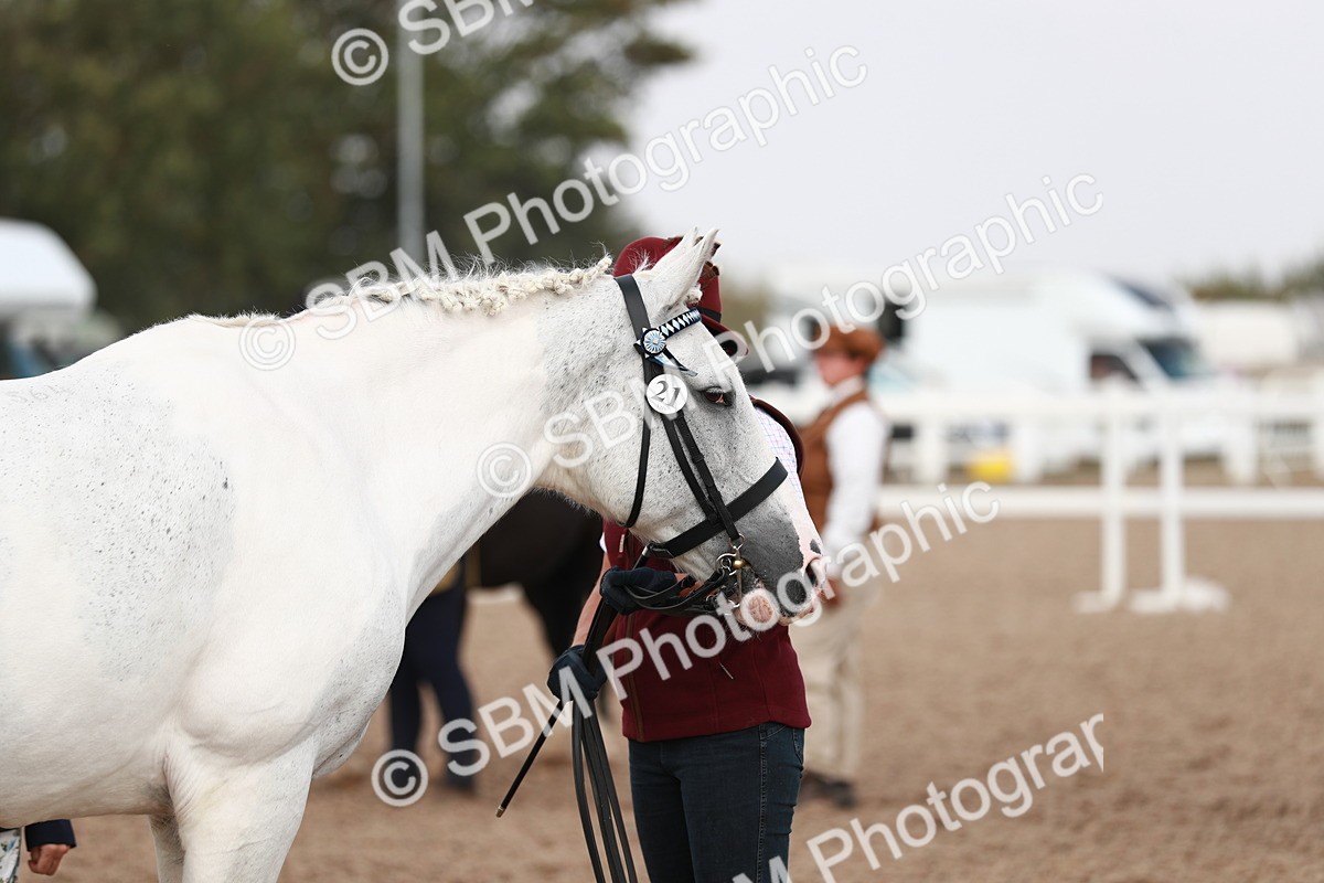 SBM_13219 - Class 208 IH Veteran Horse