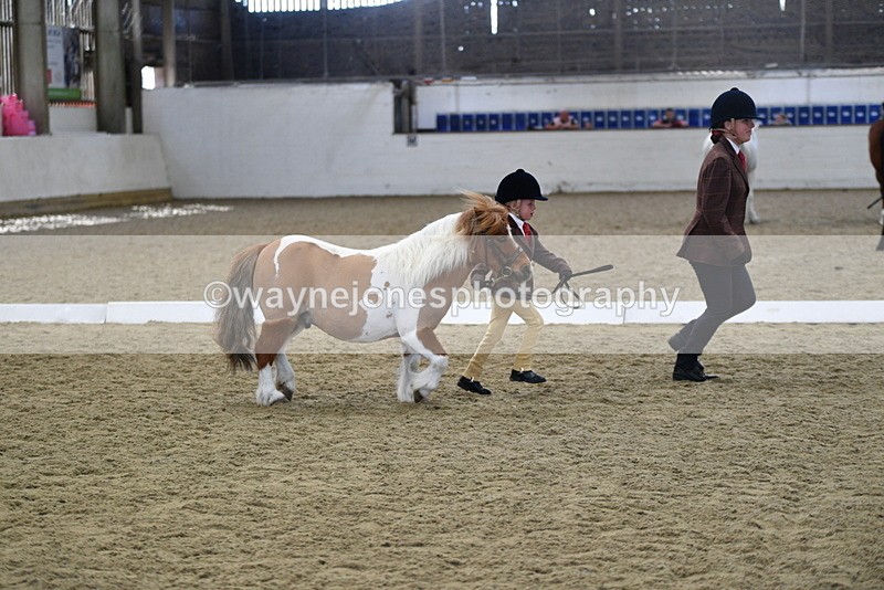 WJ5_4924 - Class 7 In hand coloured / odd coloured