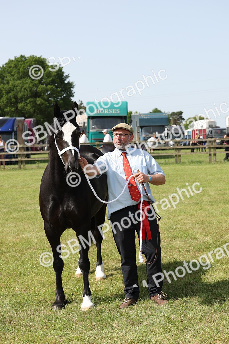 SBM_02264 - Class 6-13 - Mountatin and Moorland In Hand Welsh Breeds