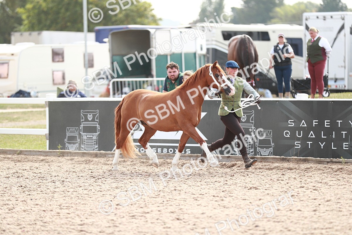 SBM_13872 - Class 209 IH Veteran Pony