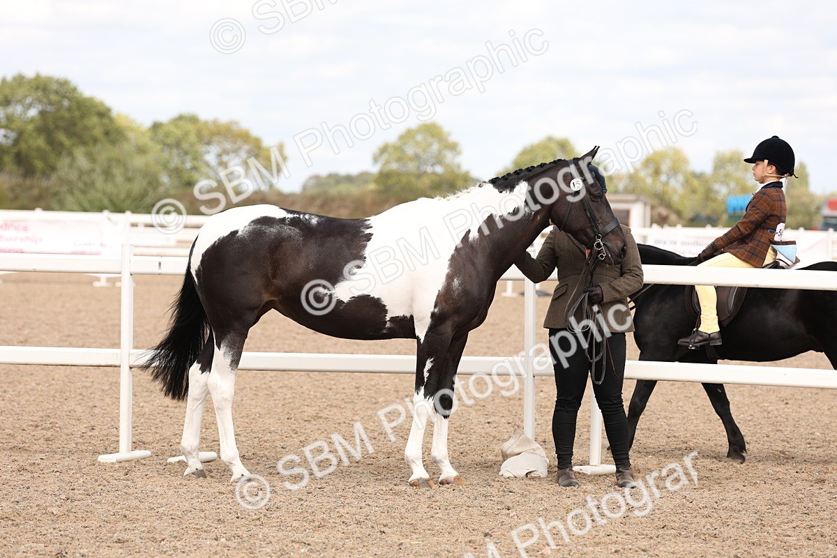 SBM_15339 - Class 210- IH Show Horse