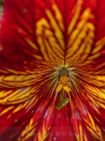 Psychedelic Flower! - MACRO & CLOSE UPS