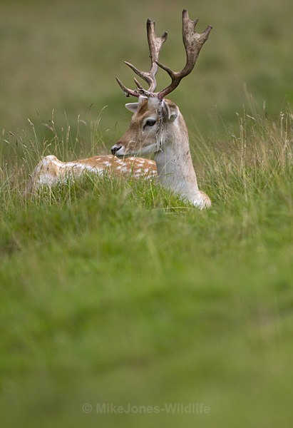 Fallow Deer ref fd 14c - FALLOW DEER