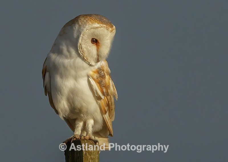 Astland Photography, Bird and Wildlife Images, Susan and Peter Wilson, U.K.