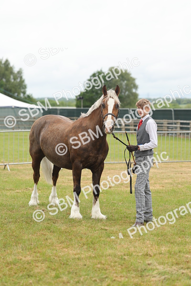 SBM_04925 - Class 50-57 - M&M Welsh Pony In Hand