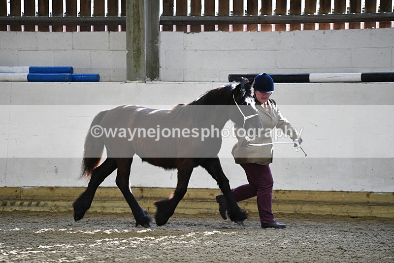 WJ5_3510 - Class 1 Youngstock