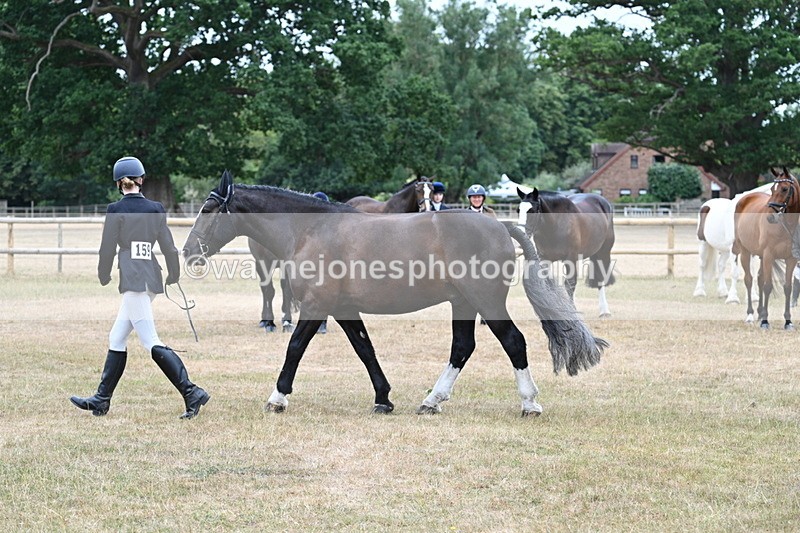 WJ7_0119 - Class 5a Most Handsome Gelding (above 14.2hh)