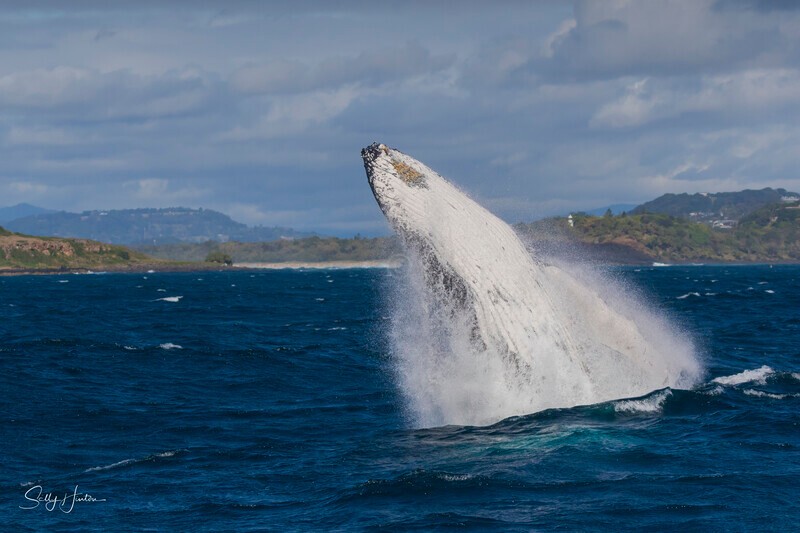 0A3A6350 - 2024 Whale Photos