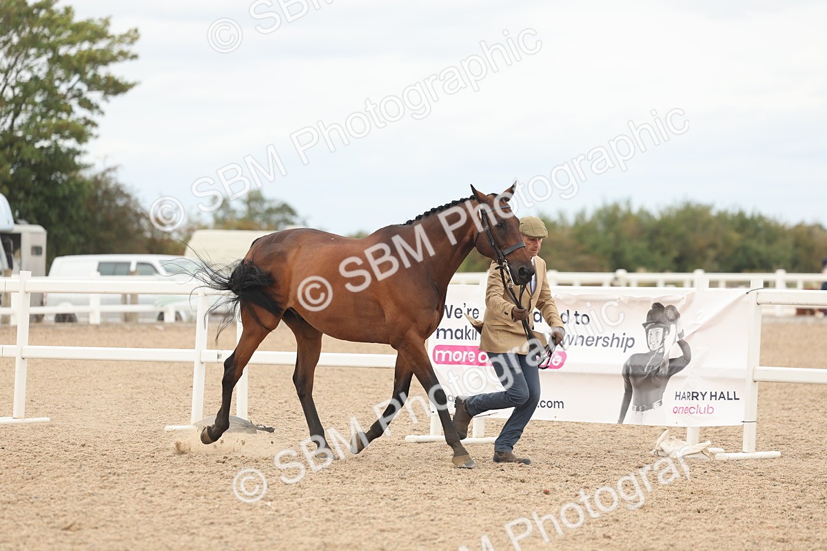 SBM_17044 - Class 313 - IH Retired Racehorse