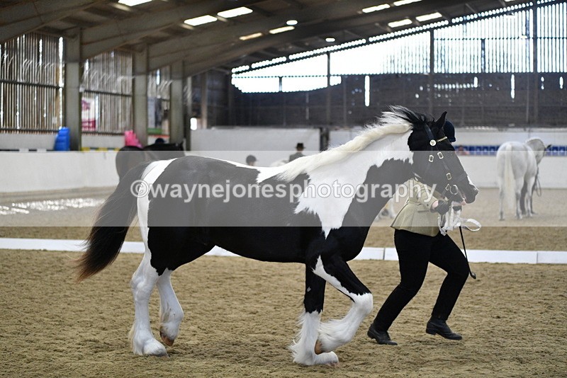 WJ5_4855 - Class 7 In hand coloured / odd coloured