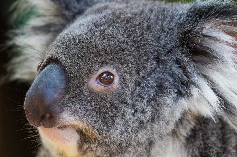 Koala Bear