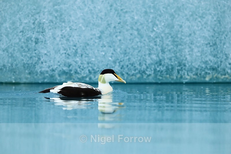 Eider swimming on lagoon, Jokulsarlon, Iceland - Eider