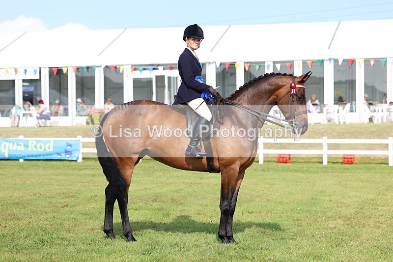 3E7A8411 - Class 2: Rising Star Large Hack/Riding Horse
